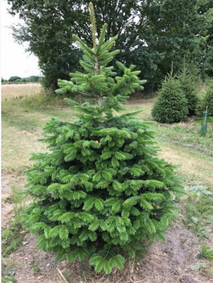 Open image in slideshow, Nordmann Fir
