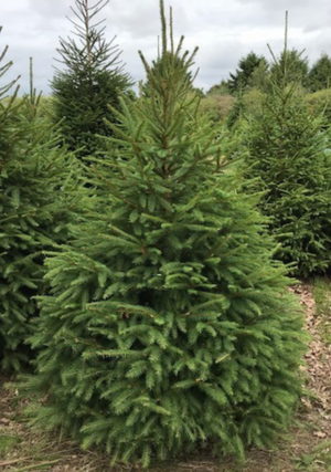 Open image in slideshow, Norway Spruce
