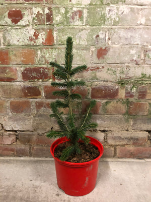 Pot Grown Christmas Trees