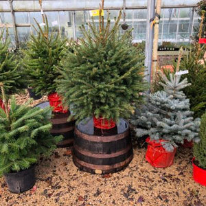 Pot Grown Christmas Trees